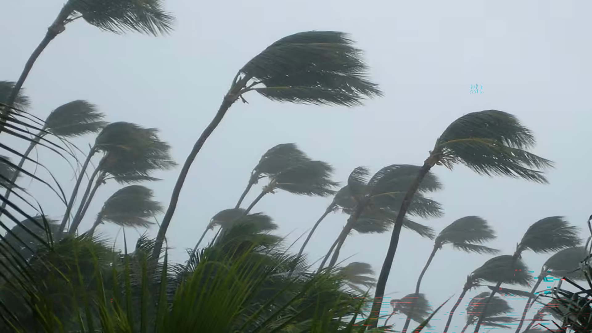 Propane-Safety-HurricaneSafety-palm-trees-storm-1800x1200-marquee-ipad-mobile